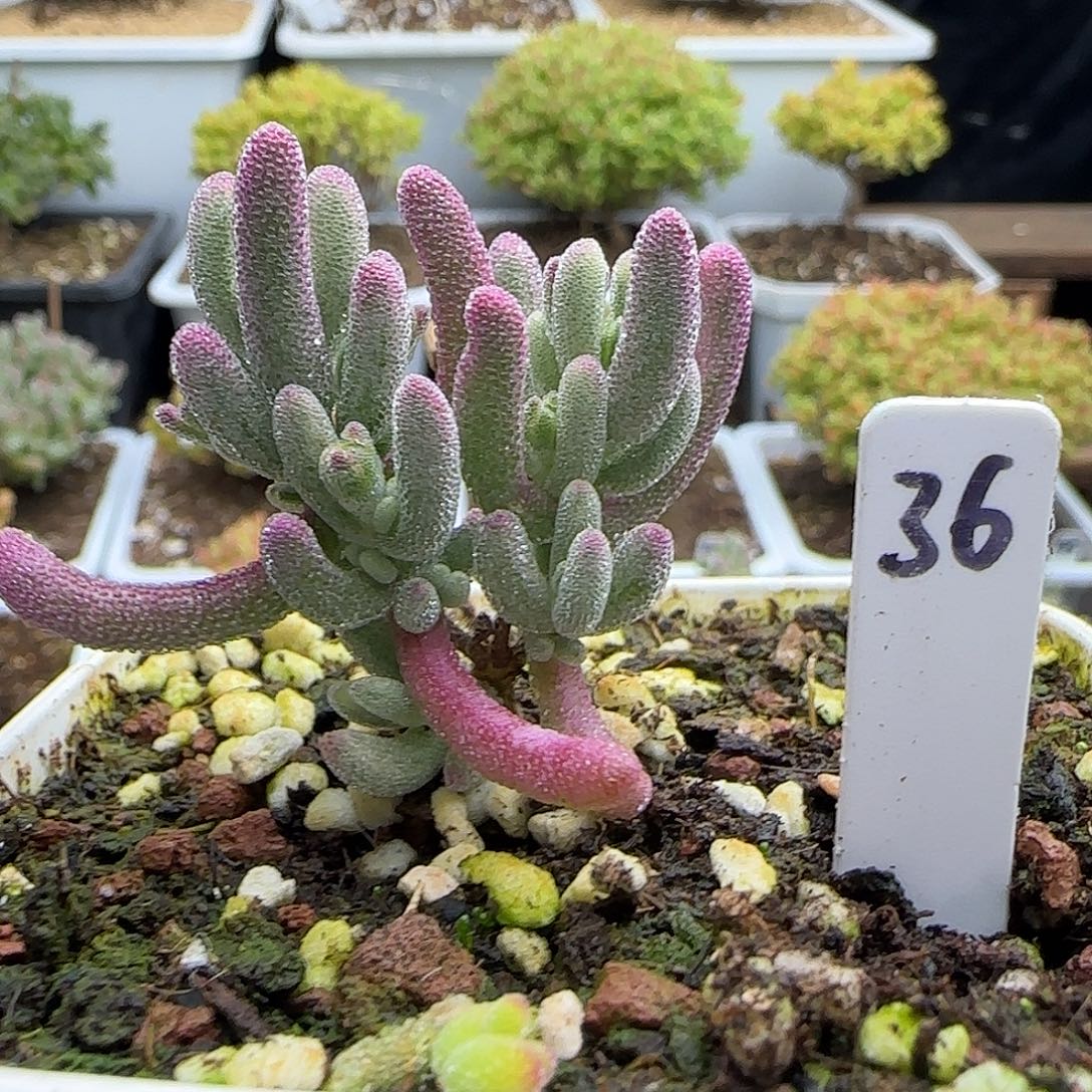 紫闪光枝干番杏。。