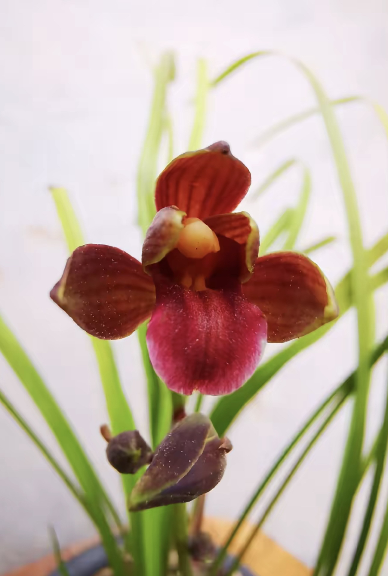 秋芝大王-秋芝艺草-硬化10个月-连体1苗-人工养殖