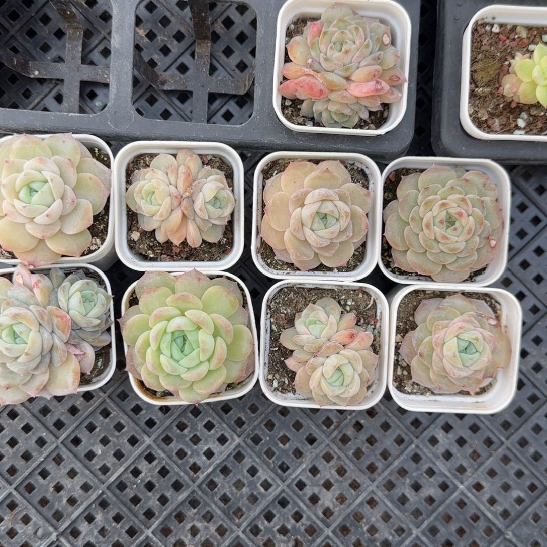 夜明珠无状盆2个满25包邮