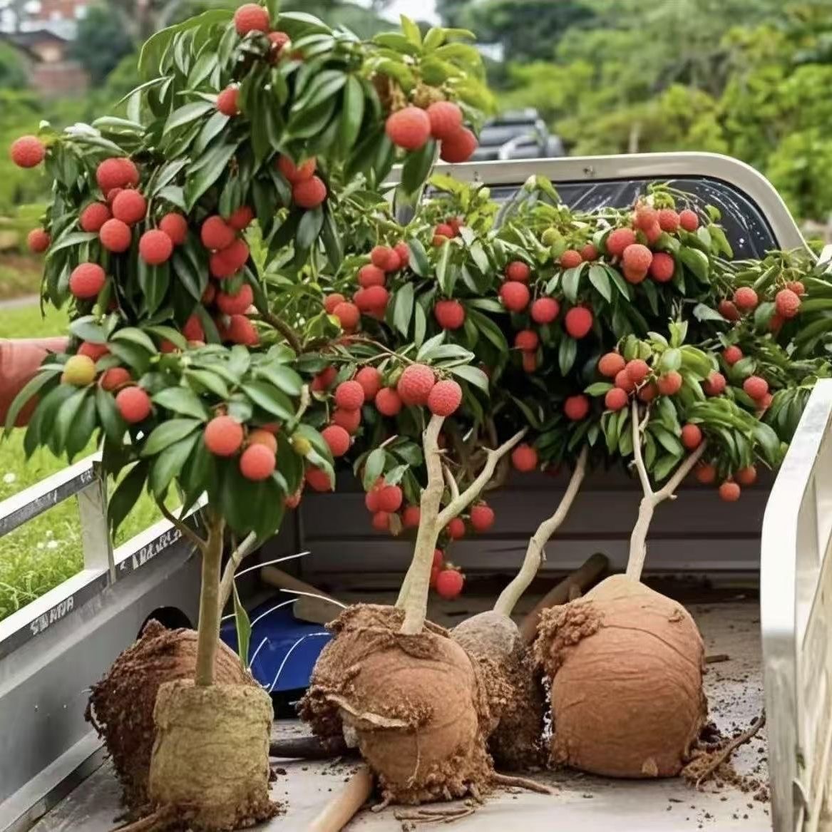 荔枝树苗无核冰荔枝大果正宗果树苗南方种植带土带叶嫁接苗