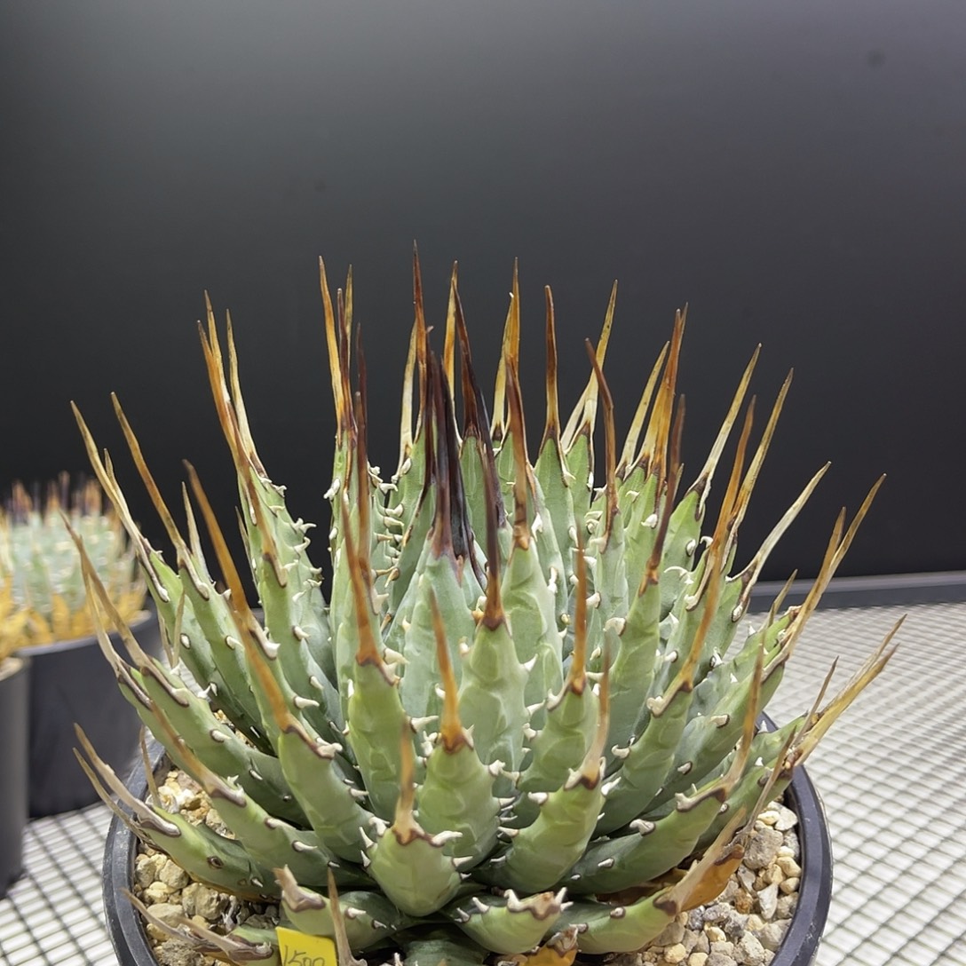 曲刺妖炎熟桩带盆