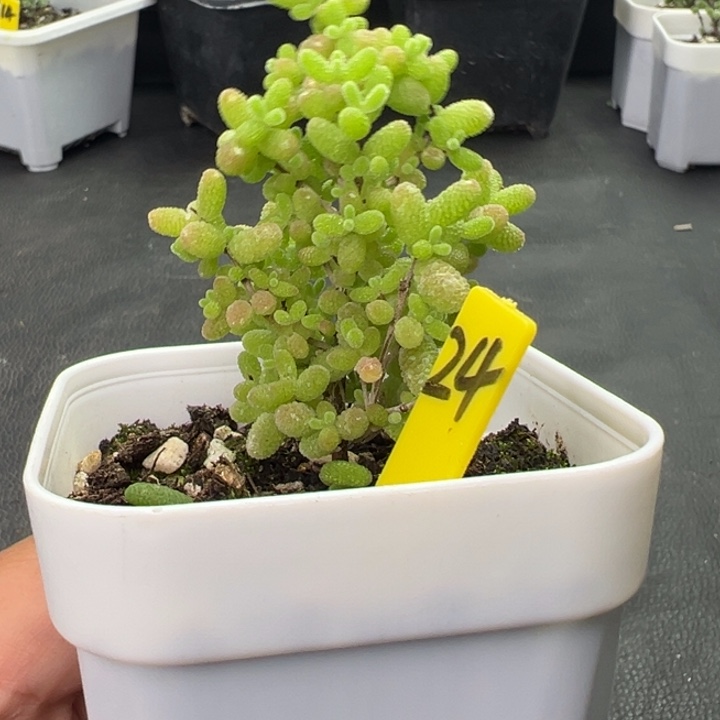 24蜜橘。 一物一拍