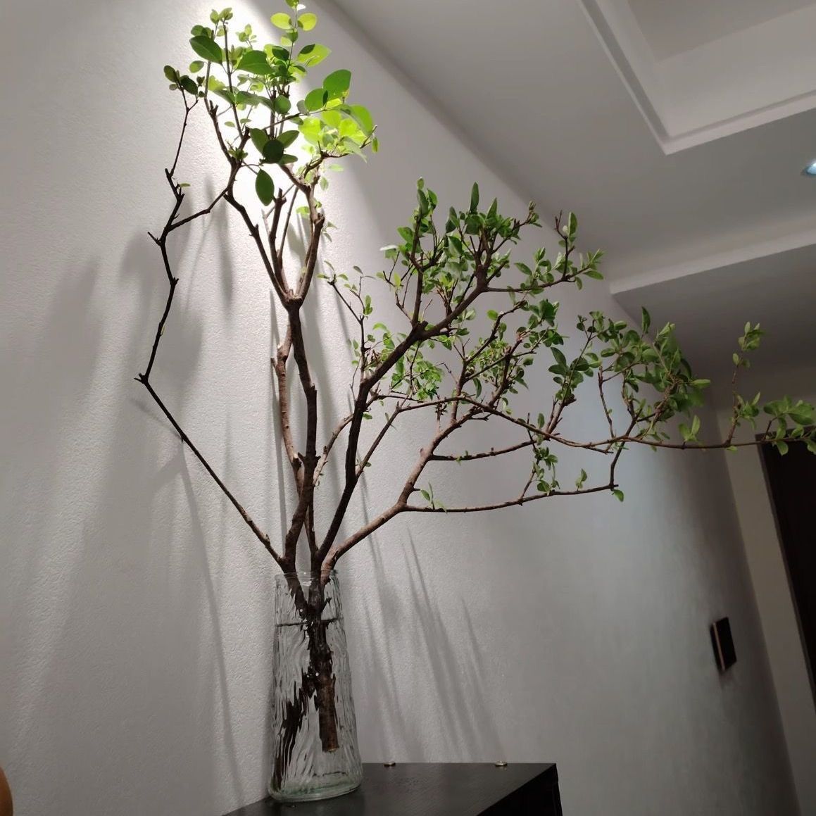丁香木水培小叶女贞发根植物室内绿植好养易活茶室客厅装饰