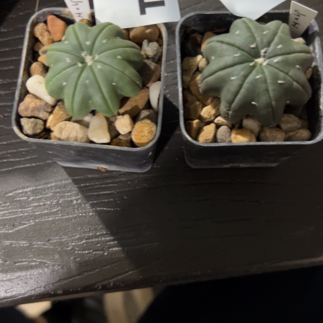 漫***步T070，T072号兜仙人球