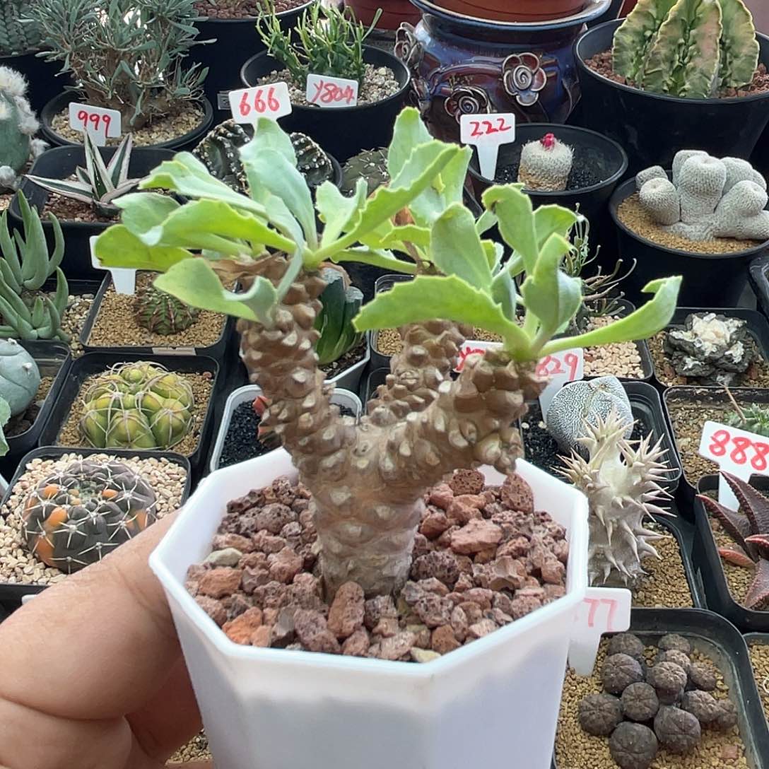 实生三头苏铁厚敦菊 致远多肉