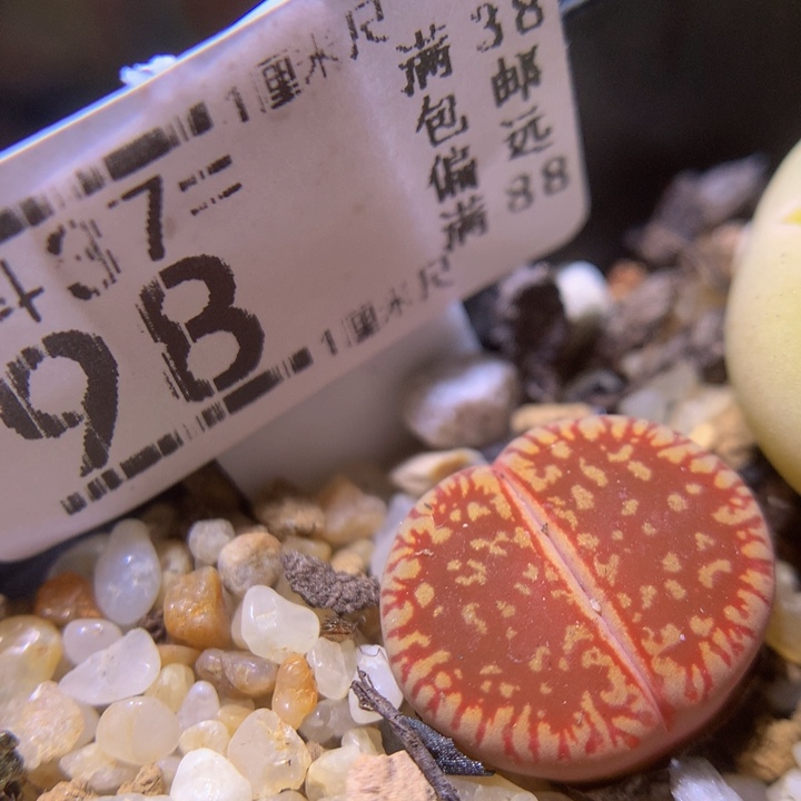 精品生石花37.98