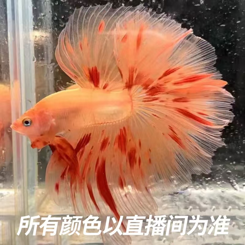 第七板（145-168）泰国斗鱼精品半月 婚纱 将军小型热带观赏鱼