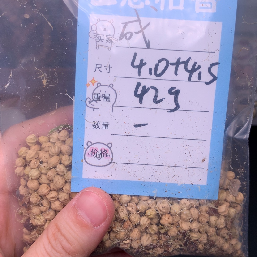 H***成柏香籽/百香籽吊坠