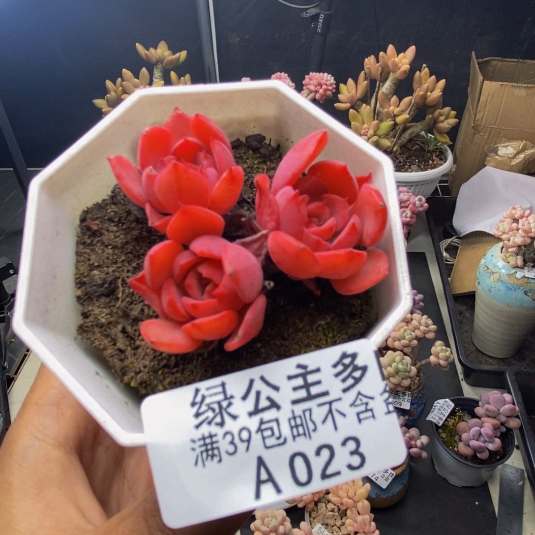 023高贵多肉肉5c m