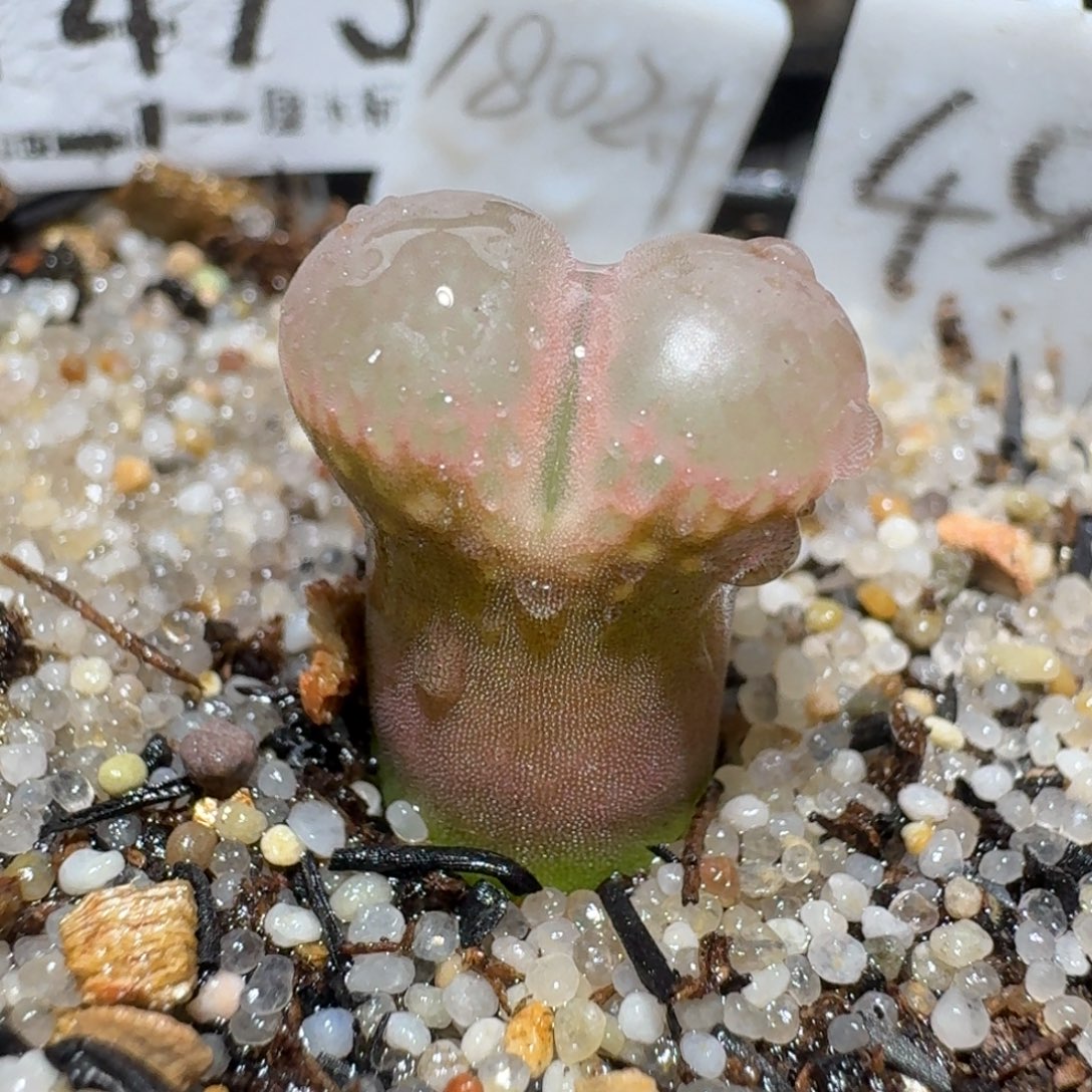 zzz好货也福利1473