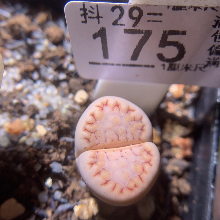 精品生生花29.175