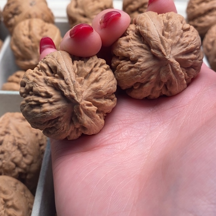 轻***写霸王龙全品无修一刀没动