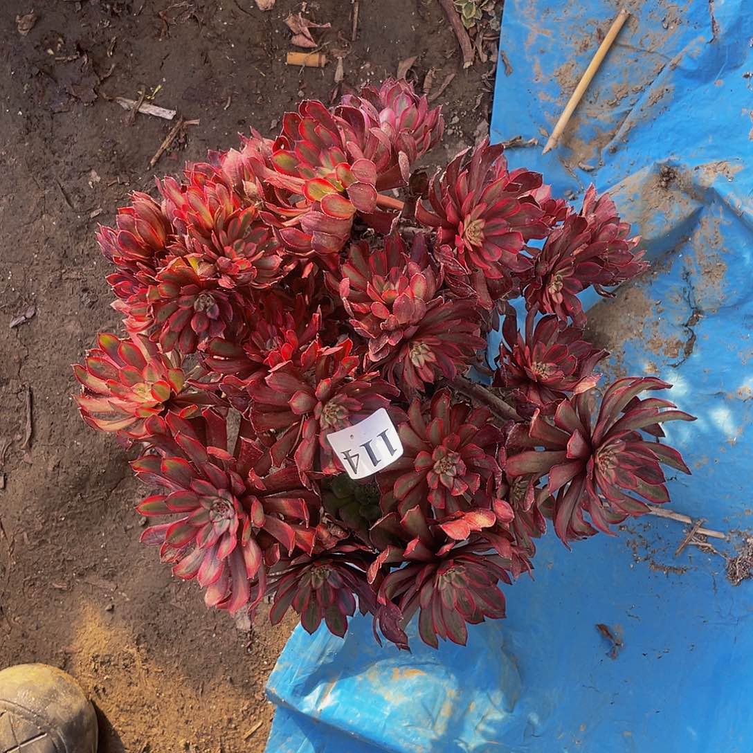 紫霞仙子法师1-34