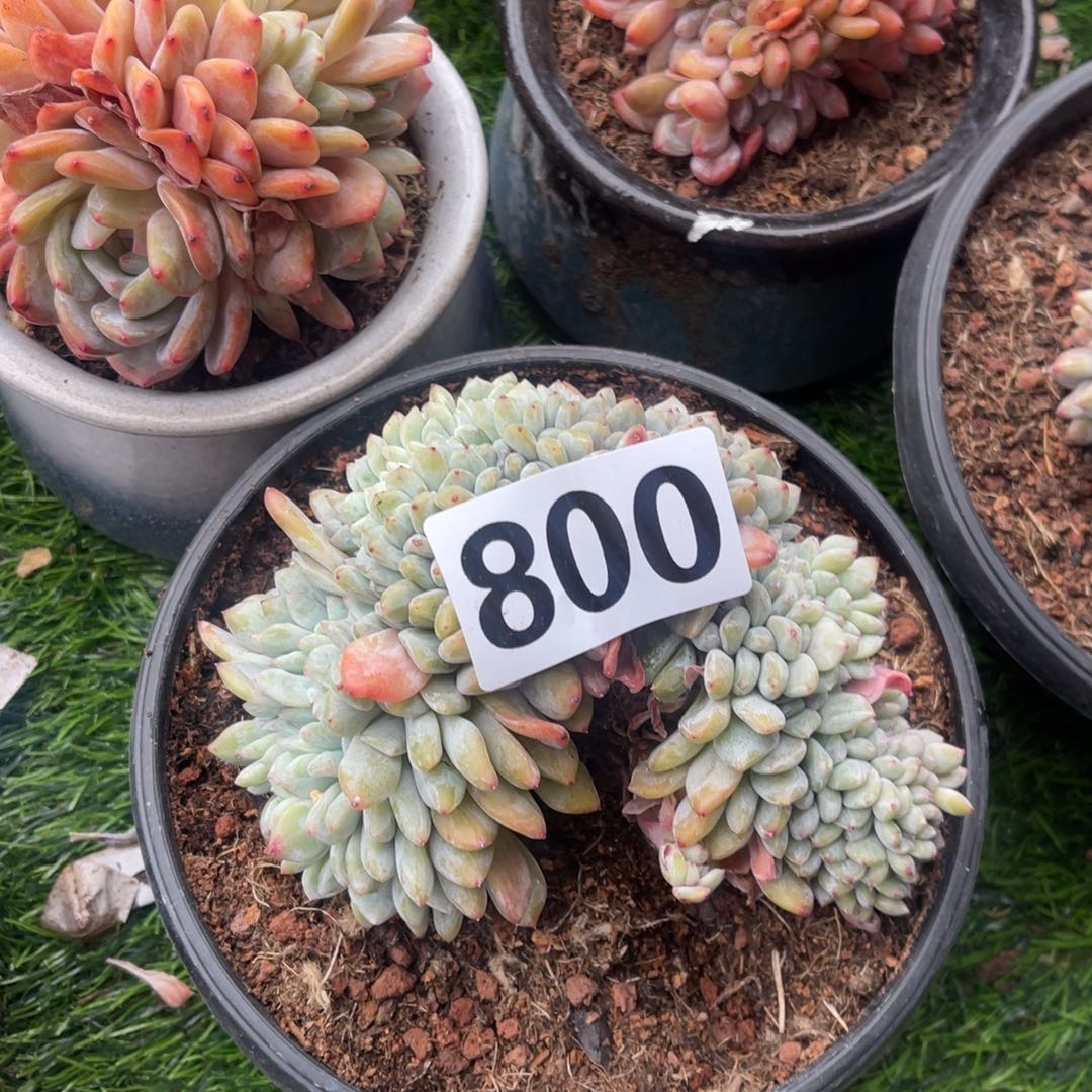 （***）80000000000000000号1888