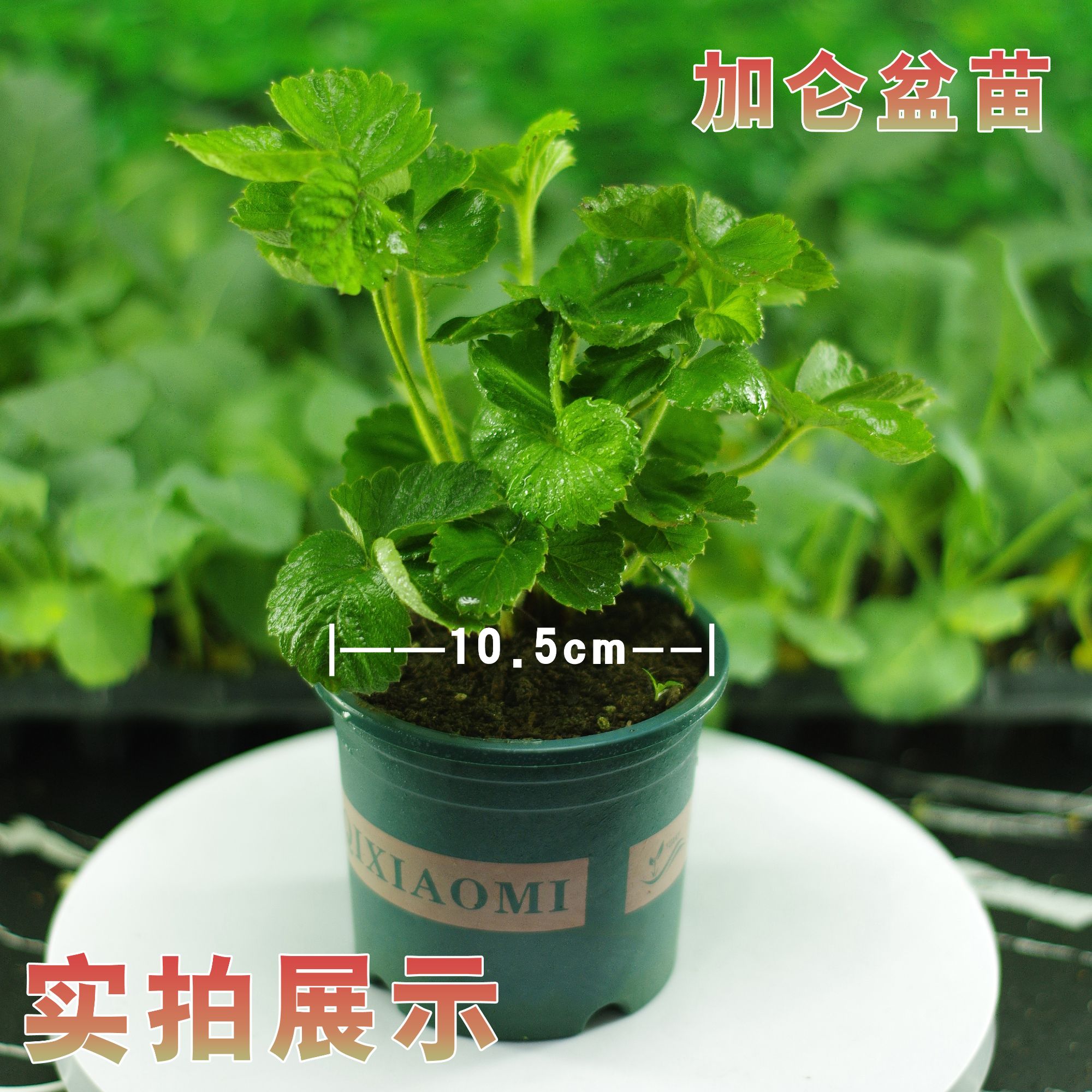 草莓苗四季盆栽阳台可种奶油红颜章姬当年结果带原盆原土可食用