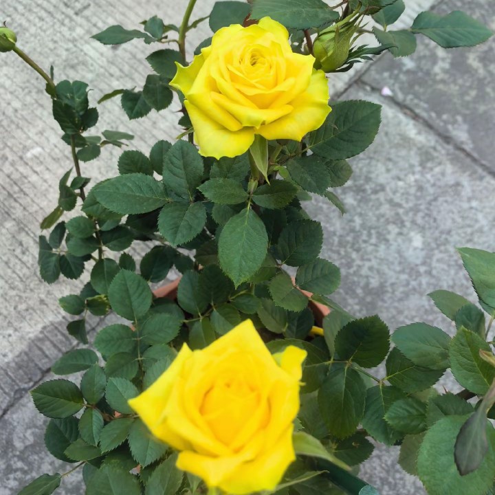 回忆切花玫瑰室内，温暖亮丽花语的切花玫瑰黄玫瑰木槿花带花苞