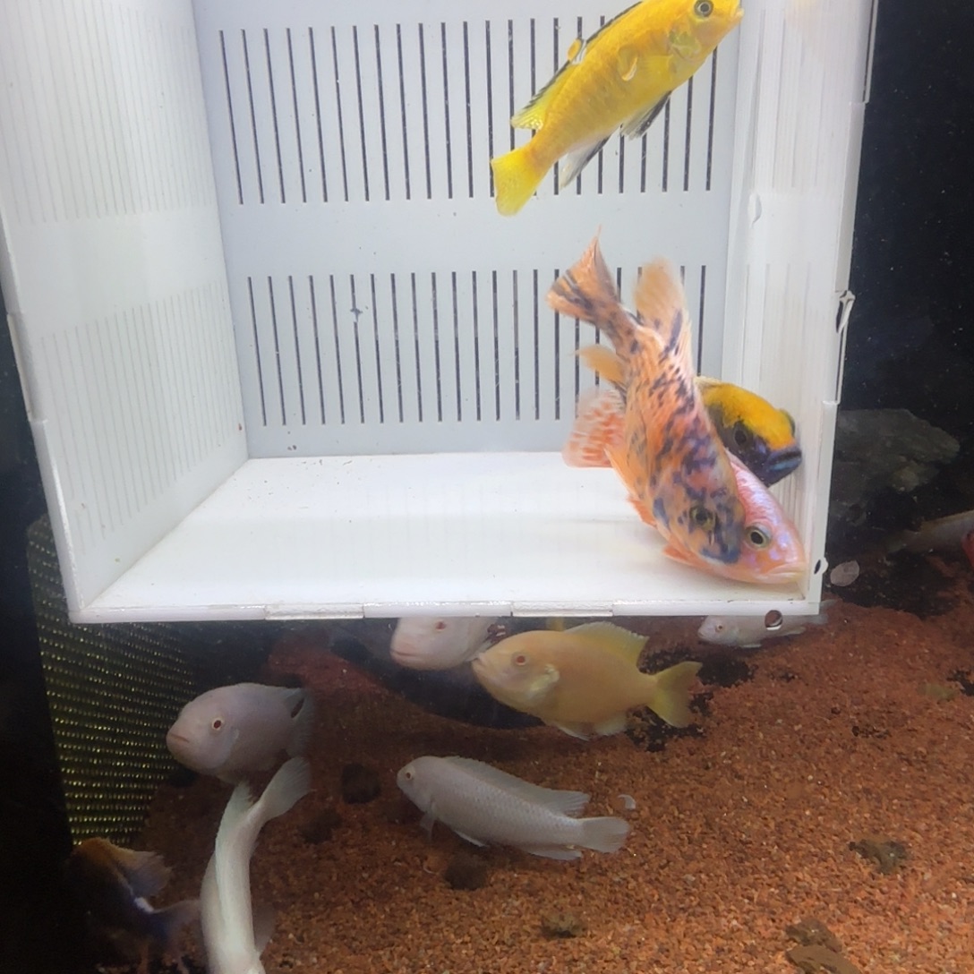 可***来慈鲷鱼直播47号4条