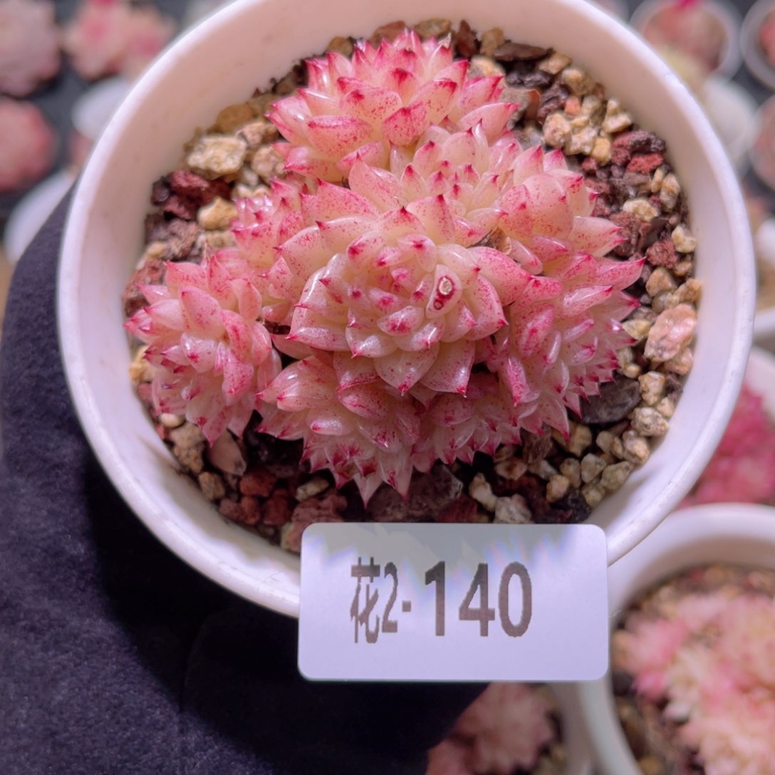 红陶花利美2-140麦秆群