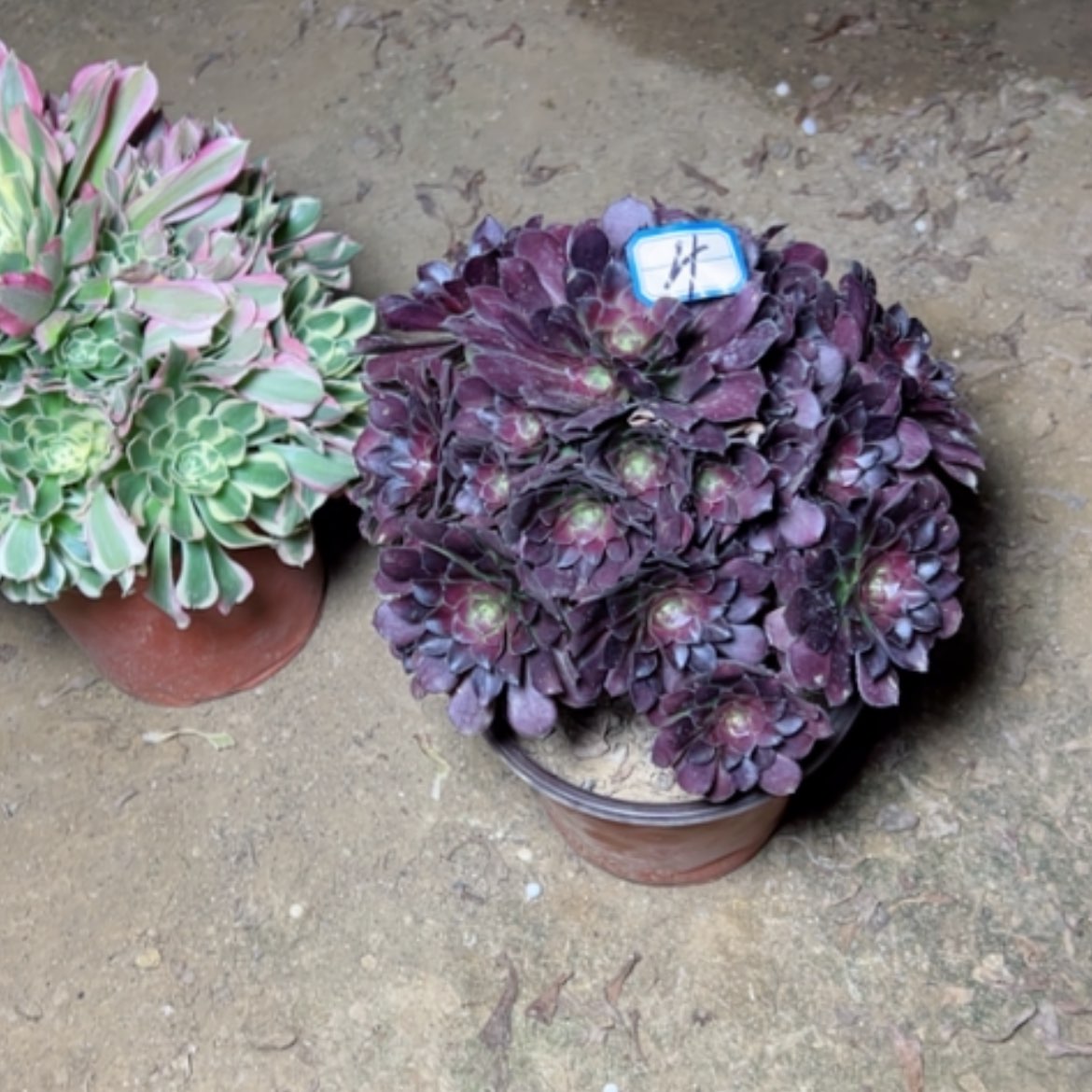 【闪购商品】多肉植物红美贵4