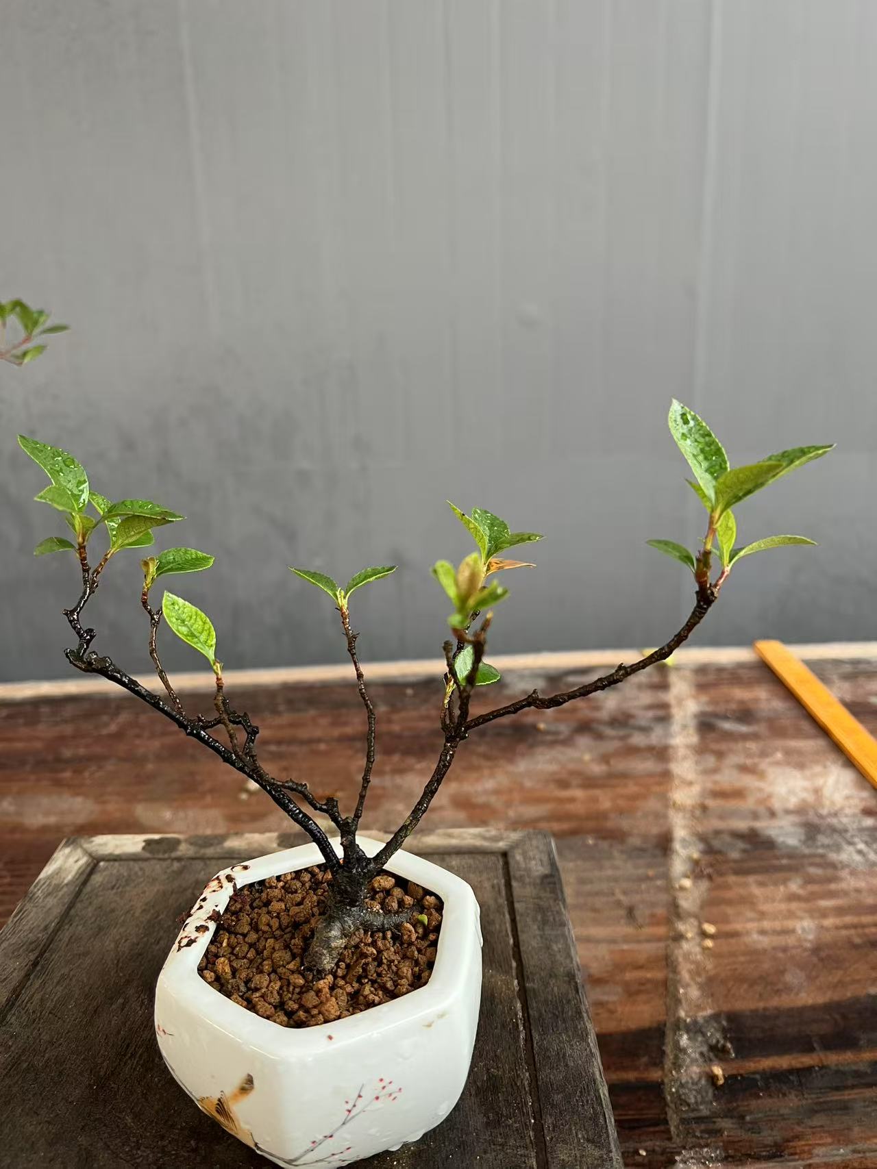 小品海岛春花！栀子花！石枫！一物一拍！（请勿盲拍）茶桌小款