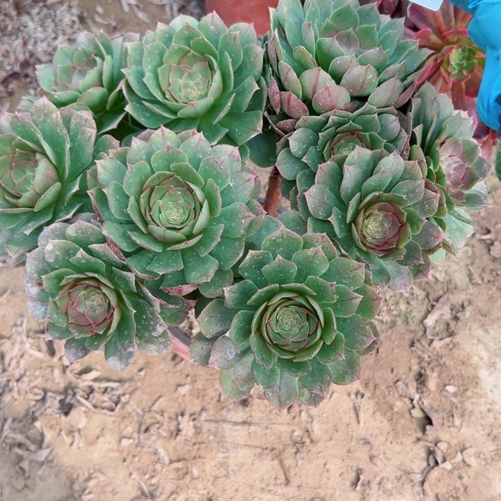 436万圣节多肉植物