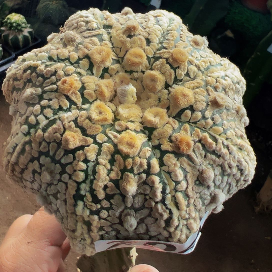 无花朵福利海星超兜204