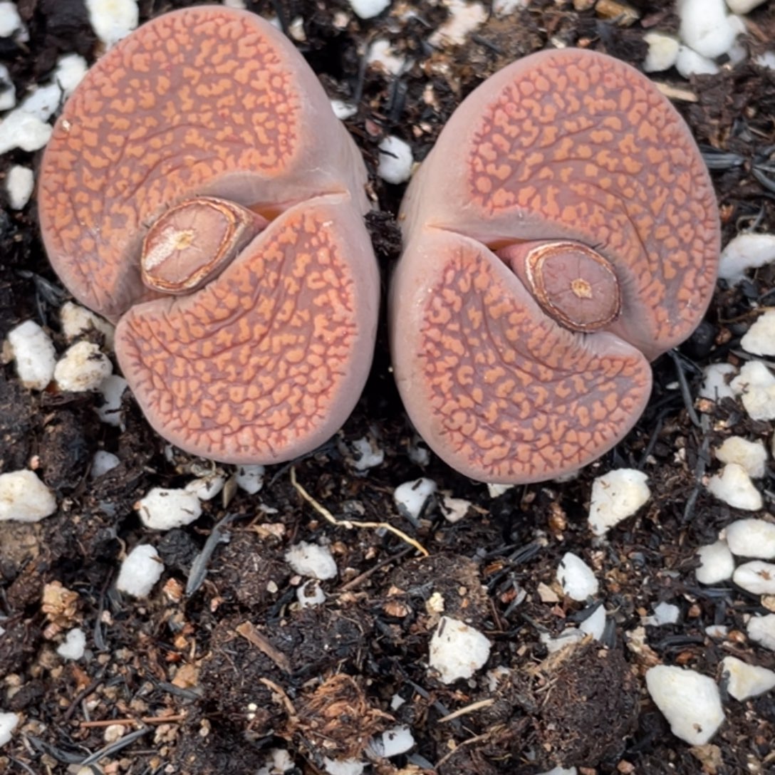 非偏远满20包邮563