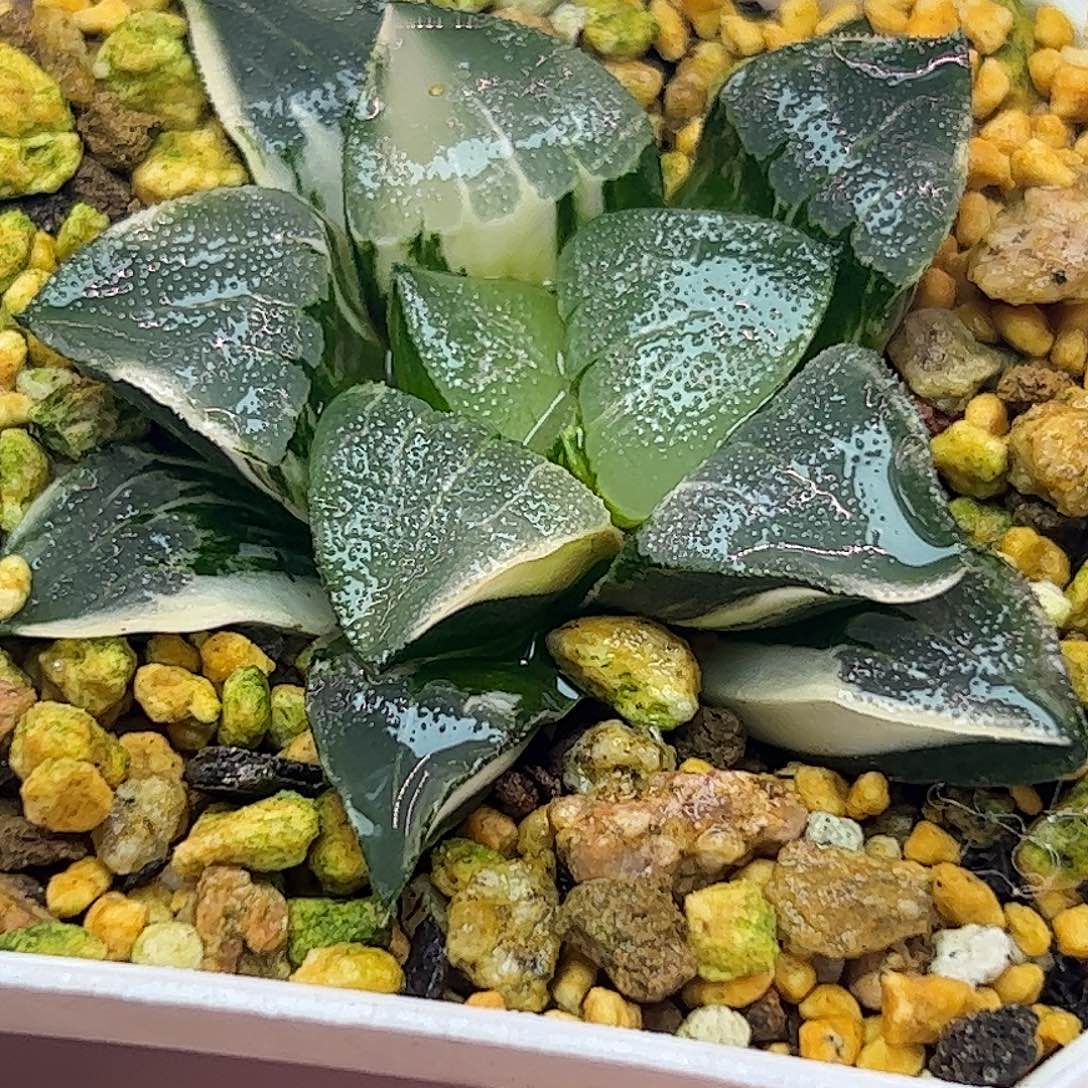 中岛克六公分锦十二卷多肉植物