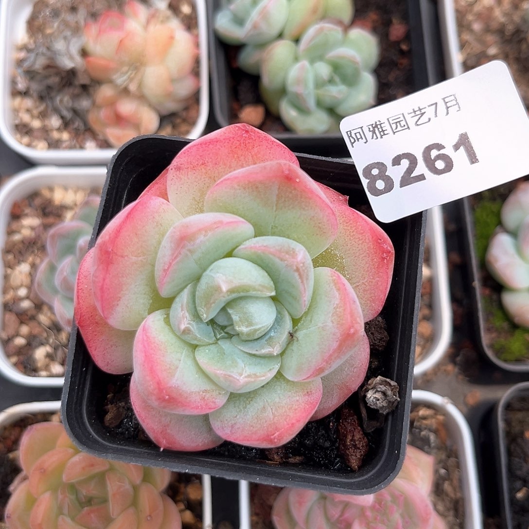 阿雅园艺。    8261