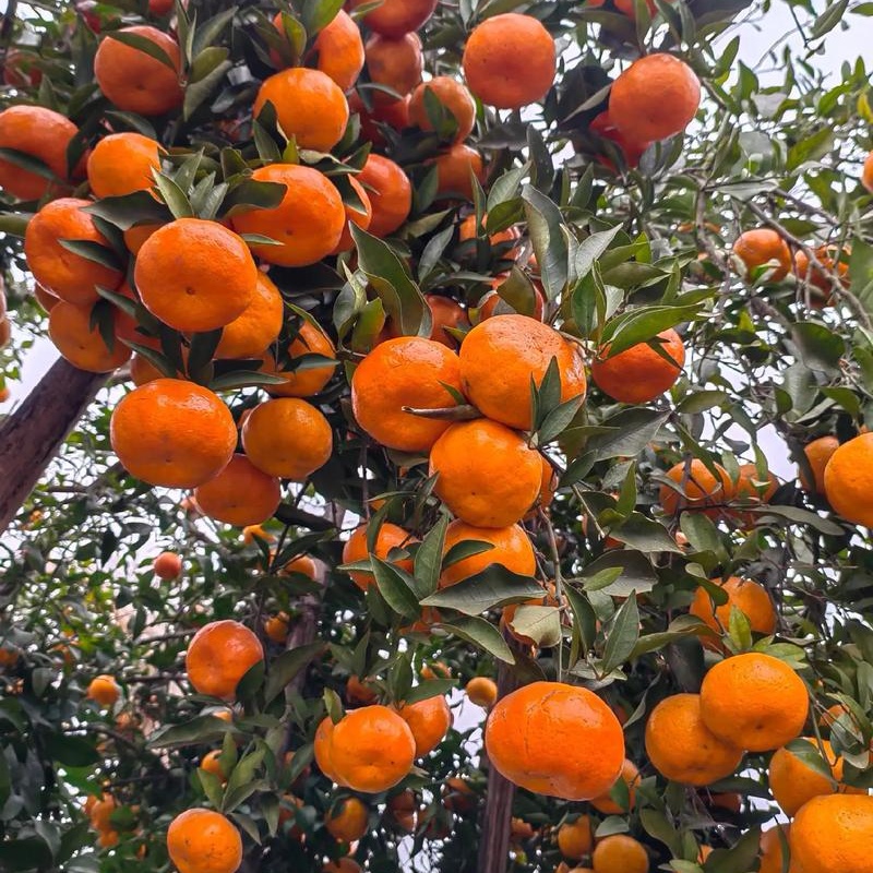 重庆梁平农家自种老树红橘红桔陈皮原材料现摘现发