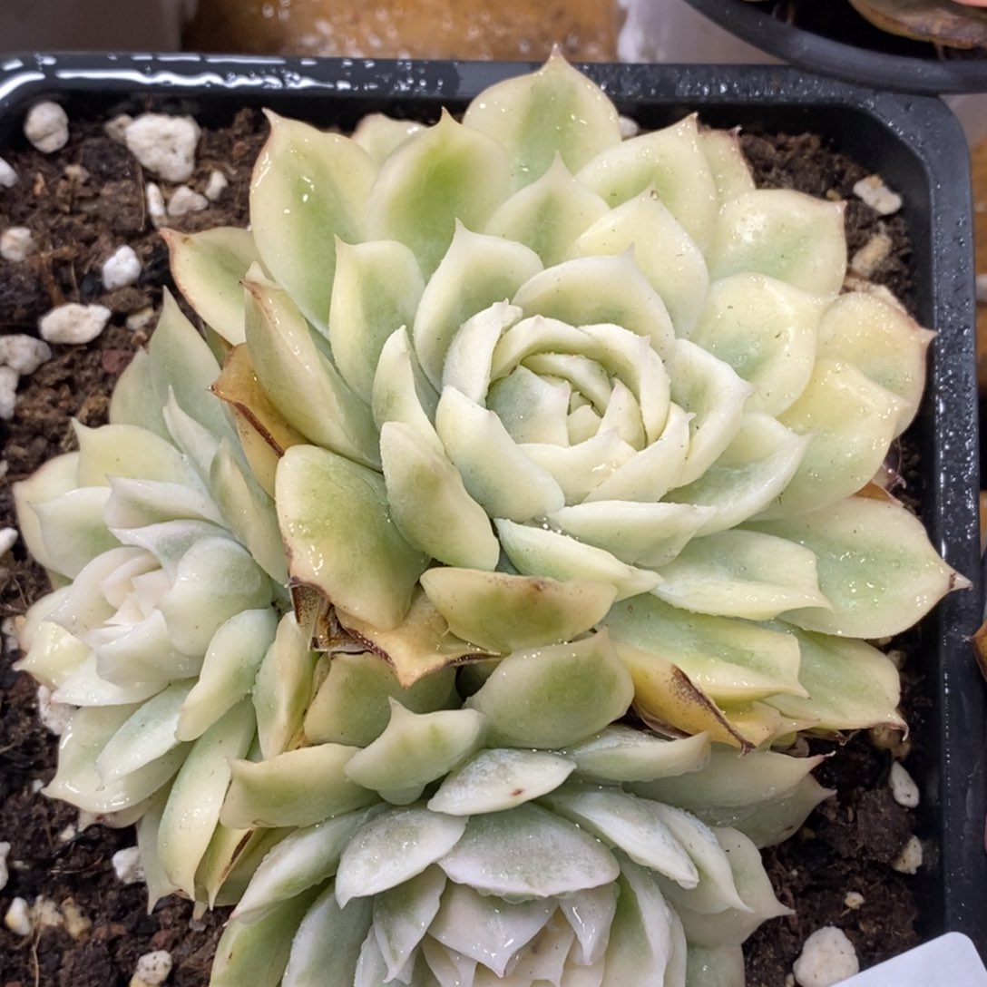 628昂斯诺锦群生的