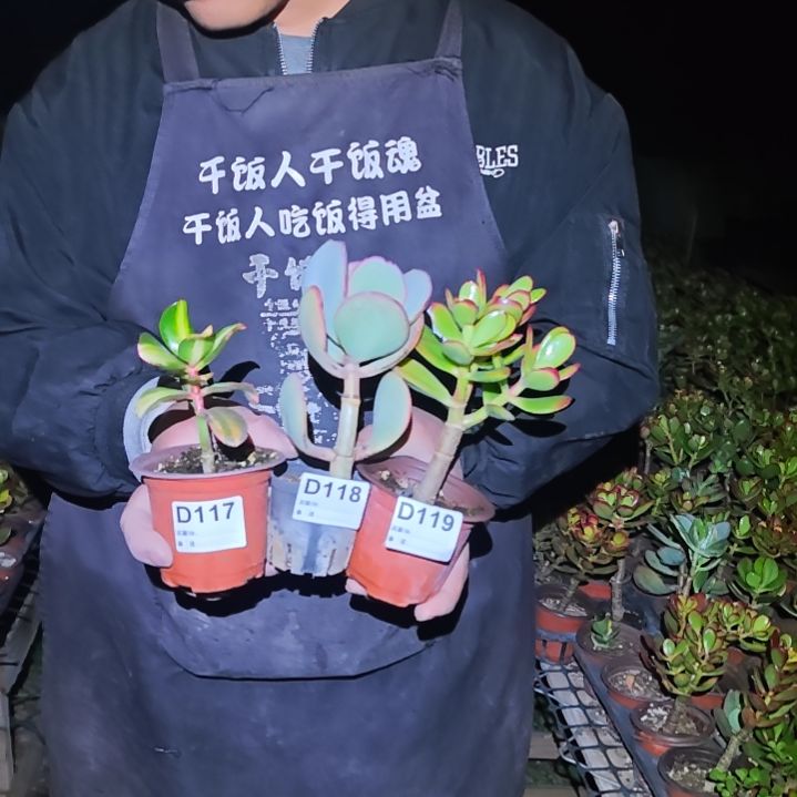 前***霄卷叶轮回紫蝶依117 118 119