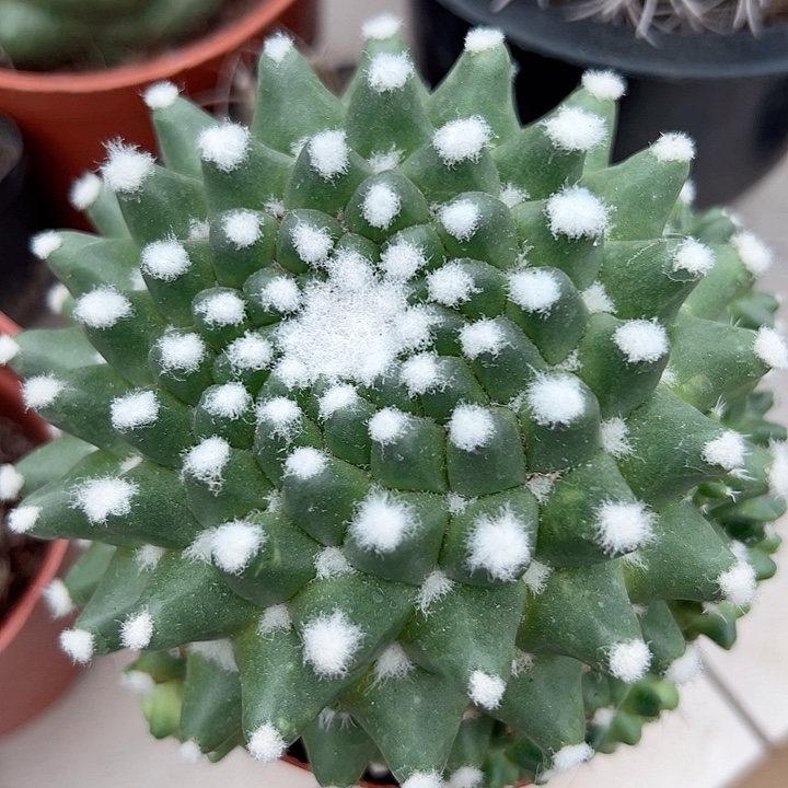 雪糕随机一颗。        