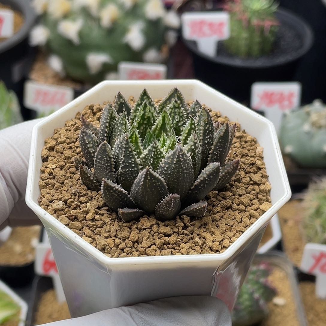 实生丸叶原始龙角 致远多肉