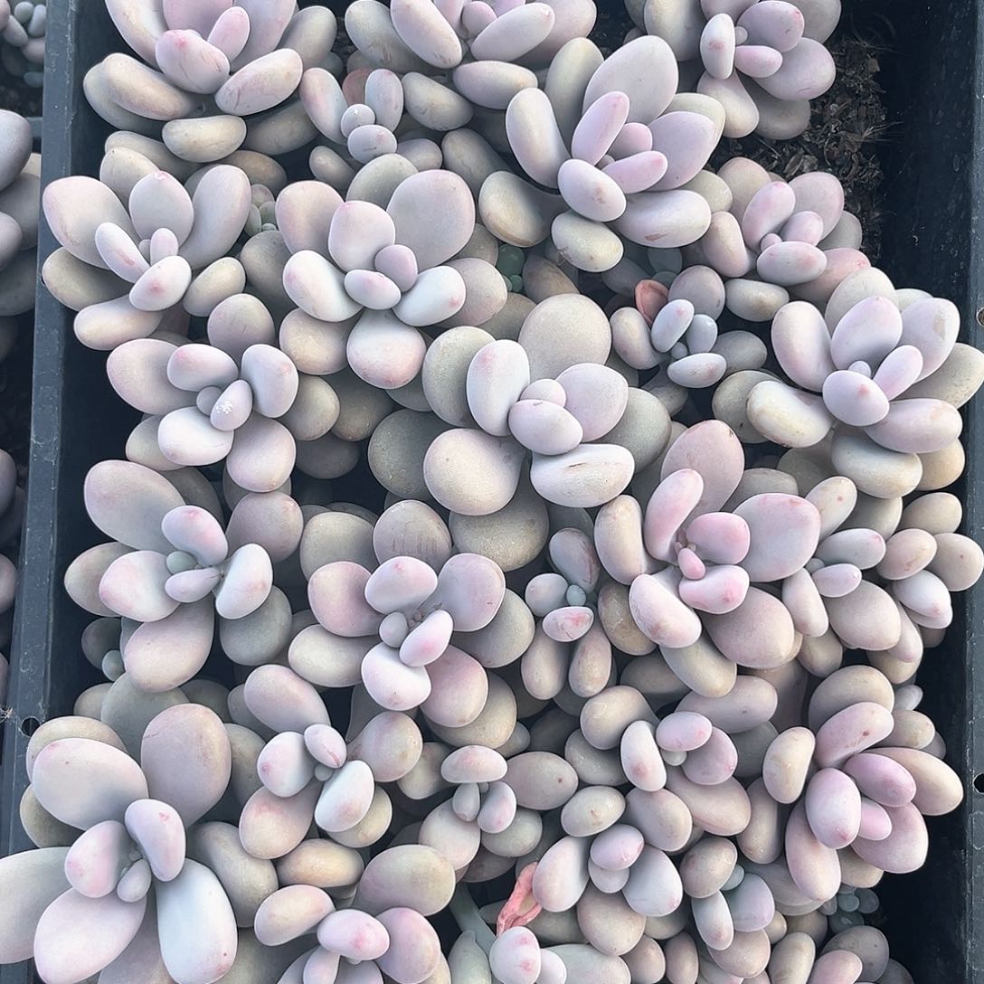 阿雅园艺。          脱土发货850