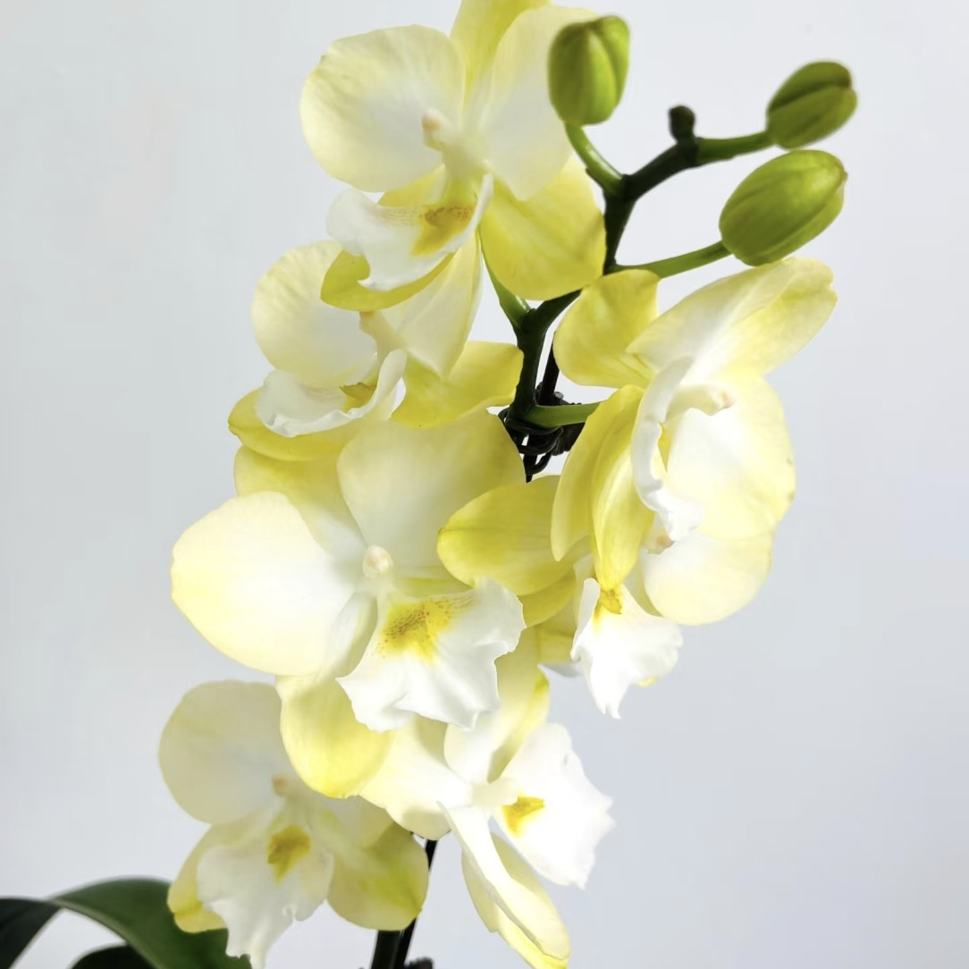 【蝴蝶兰--玉兔】双剑（未开花）高档花卉，净化空气