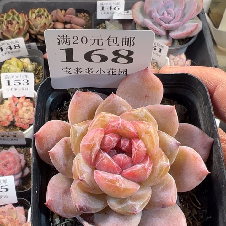 糖心多肉一物一拍满20包邮