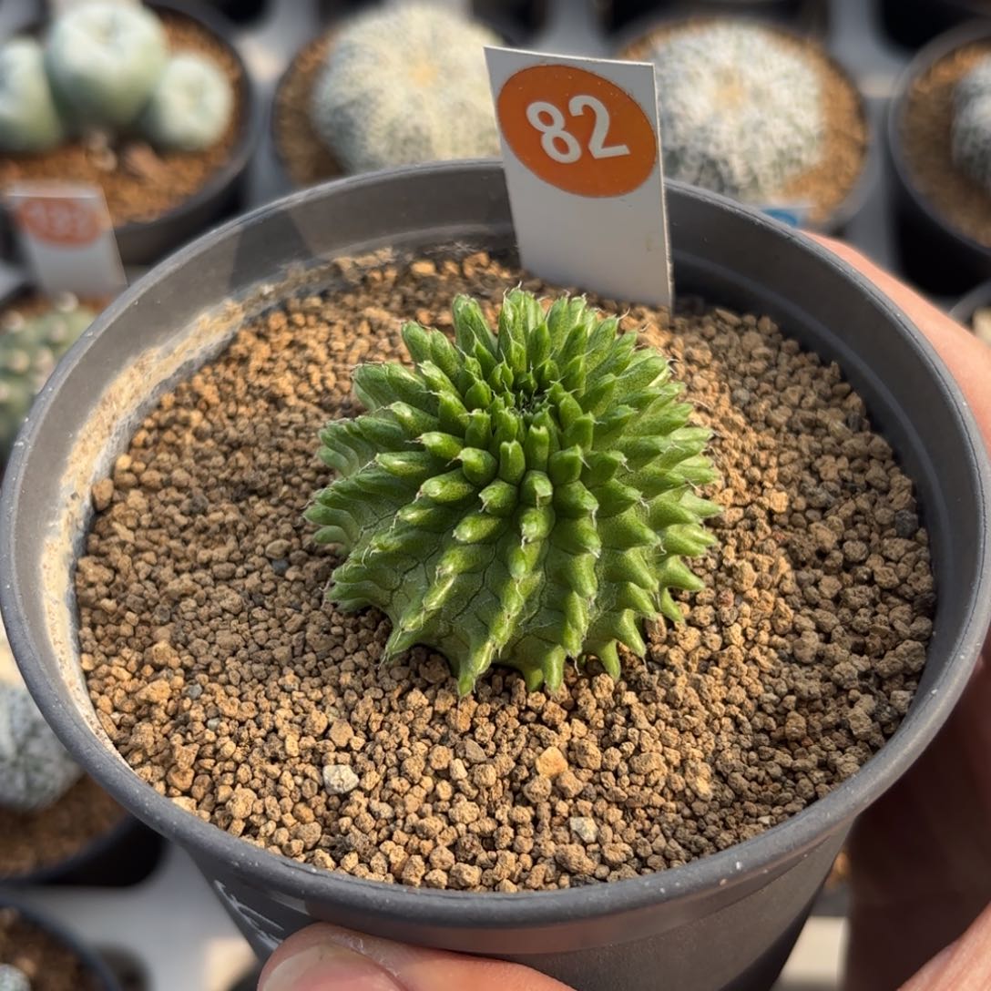 82实生海胆大戟带盆带土发货