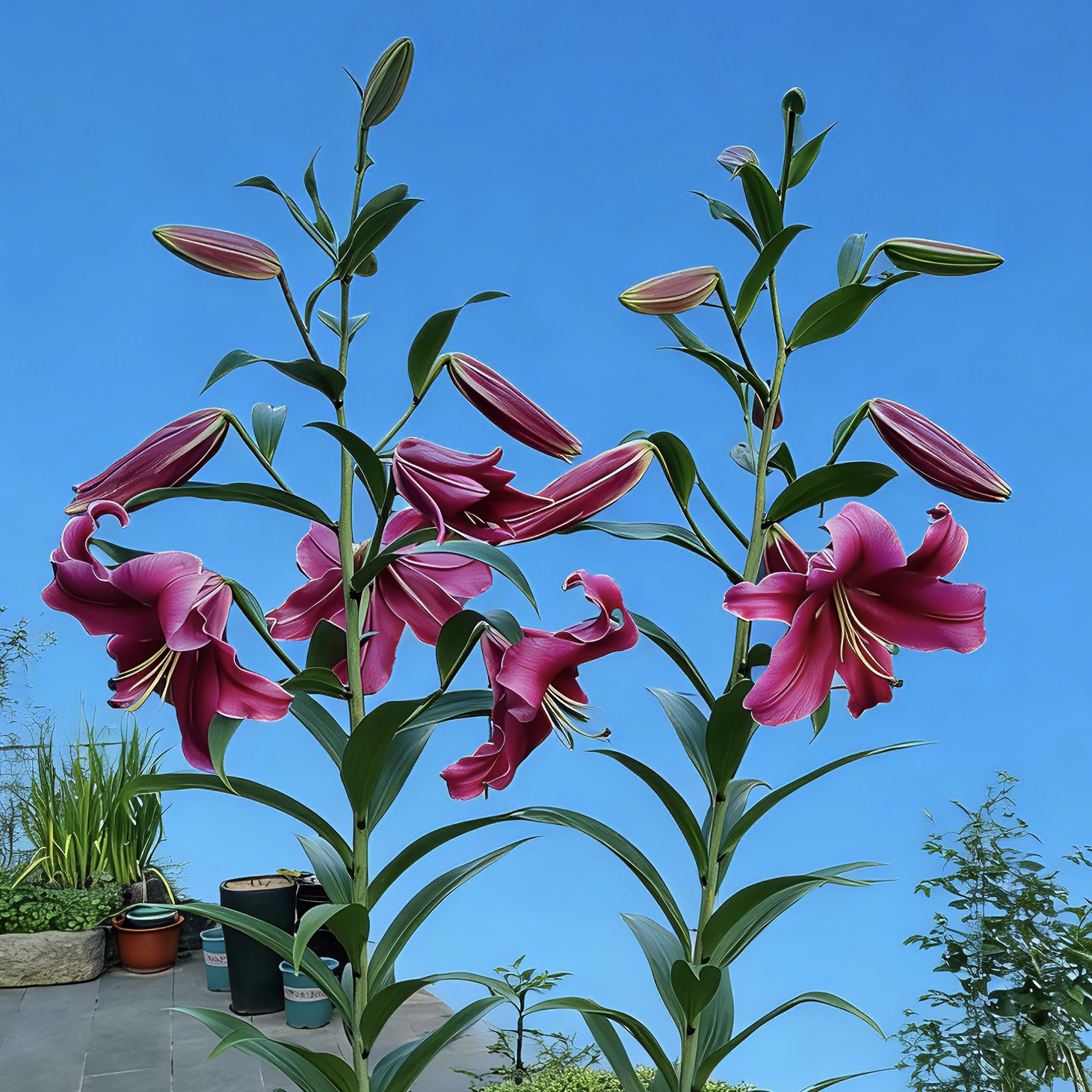 《帕拉佐》1颗单瓣百合盆栽阳台庭院地栽盆栽