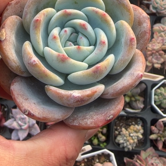 73凤橙多肉植物多