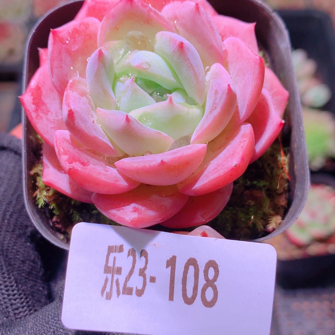 乐然23-108 新品单头 