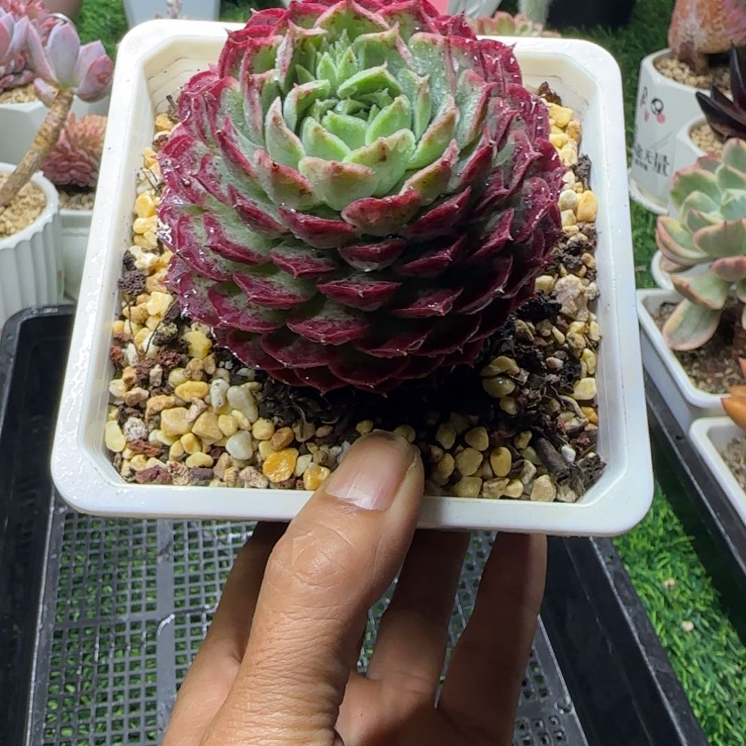 锦安精品多肉编号218