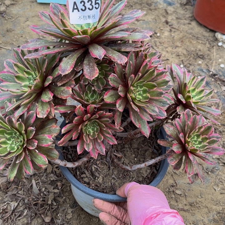 335粉戴多肉法师不包断枝