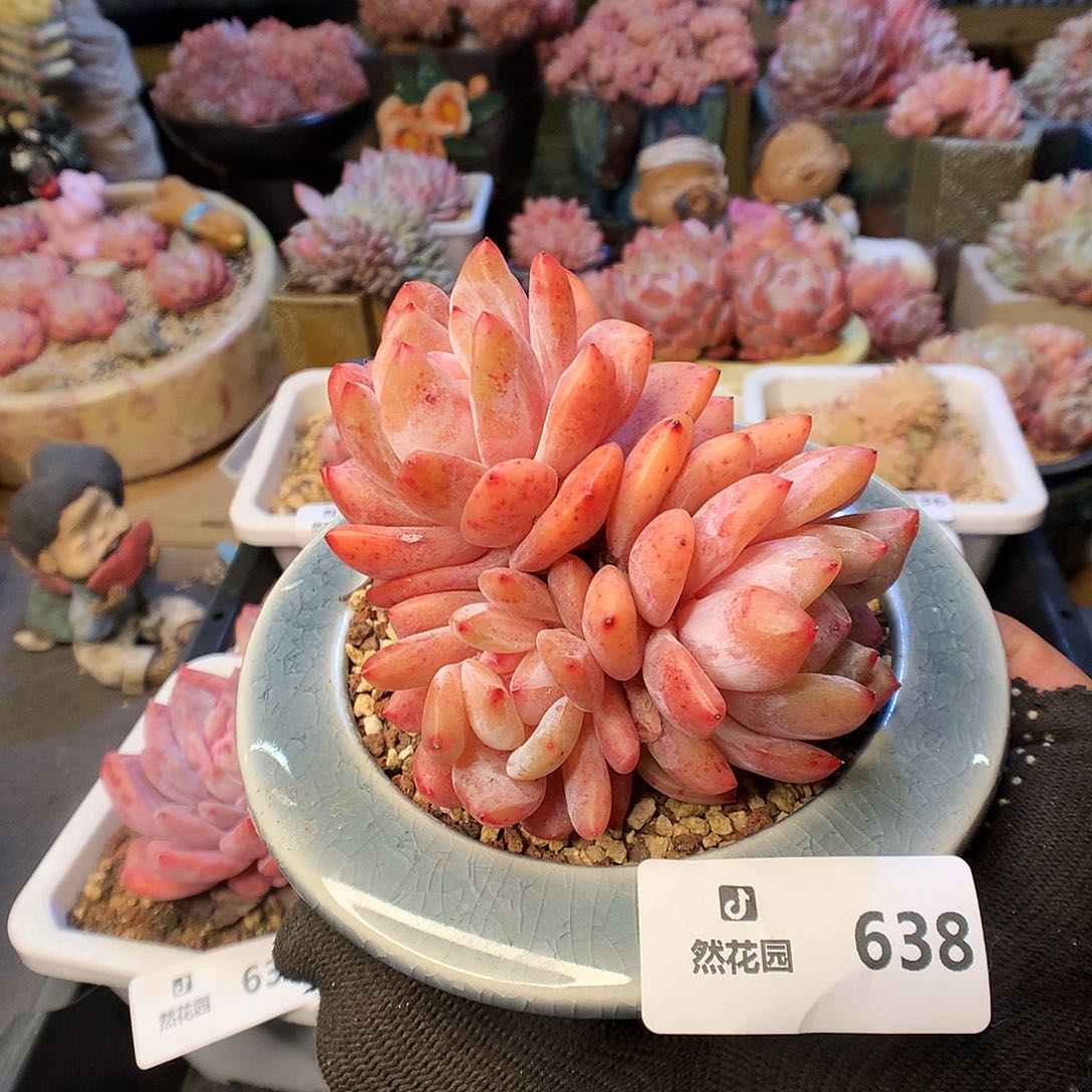 638雪天使多肉植物6666