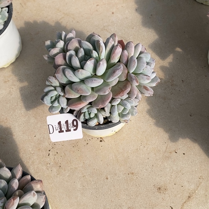 小***哒119心月菩提多肉植物