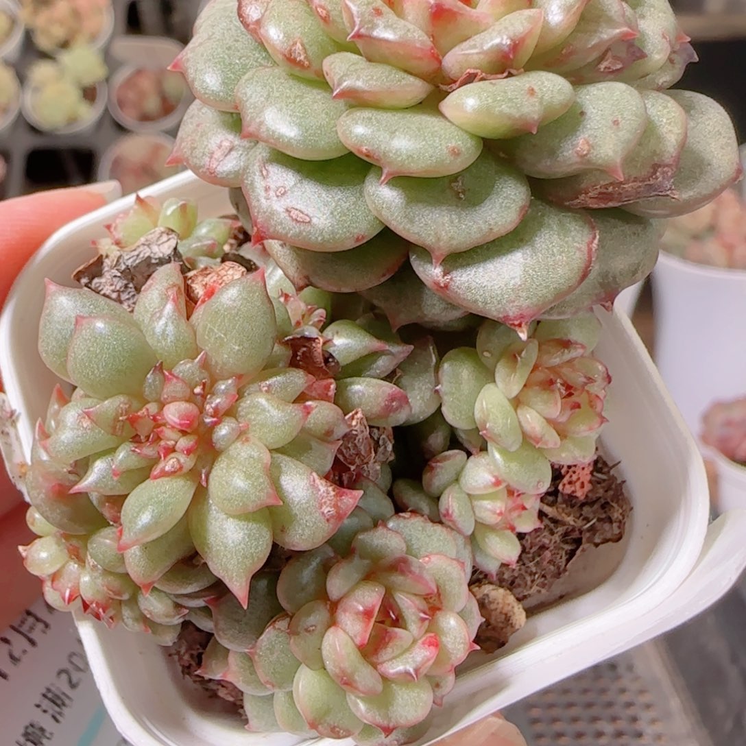 水***花语多肉1202-340魑魅琉璃溏心