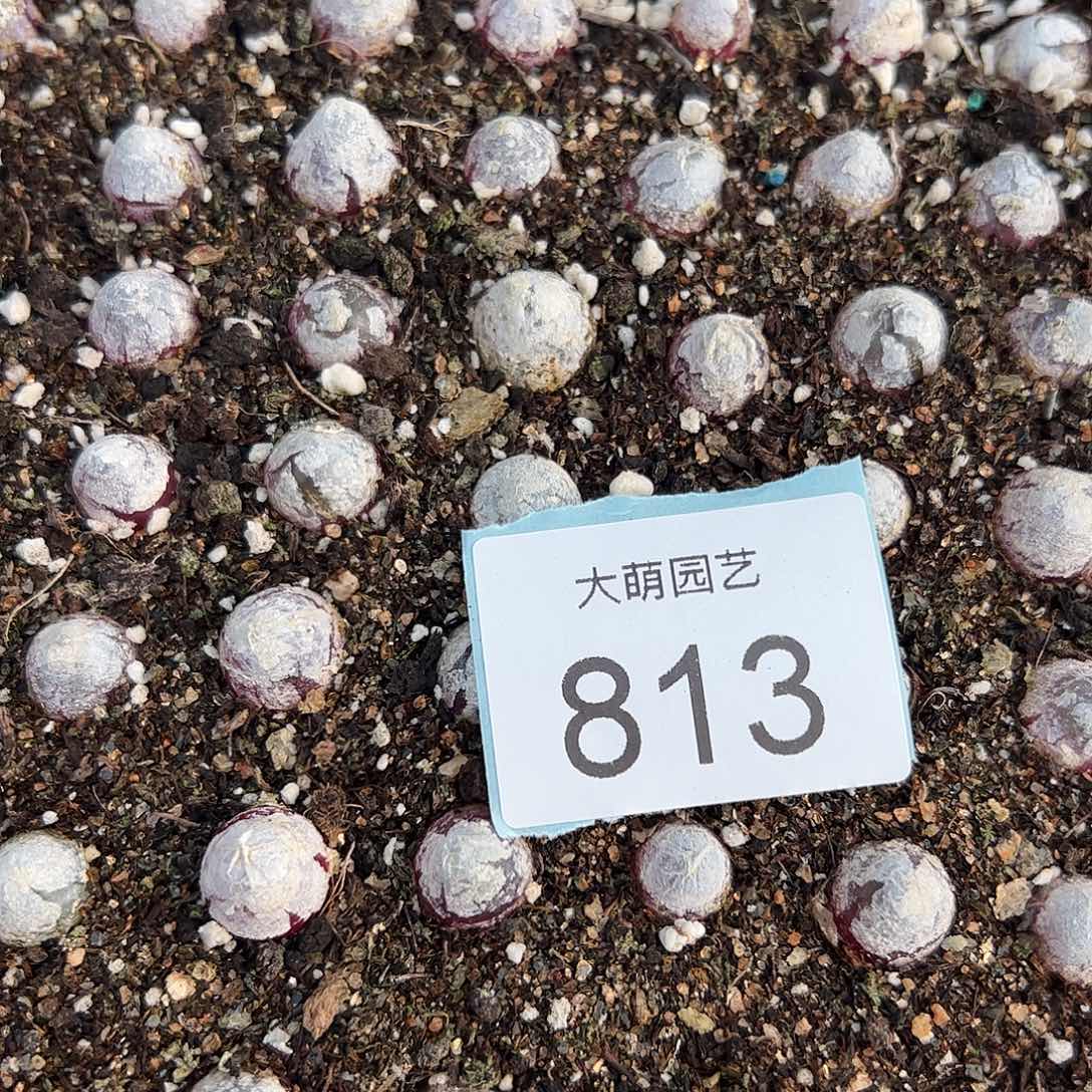 0000813奖牌灯泡13颗尺寸不低于1.0