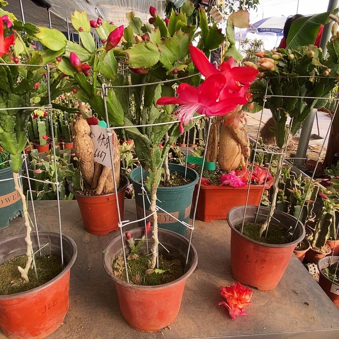 ᰔ***࿐完全开放叶仙嫁接一物一拍