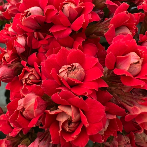 长寿花园～【火烧云】超大花130大盆 独杆苗