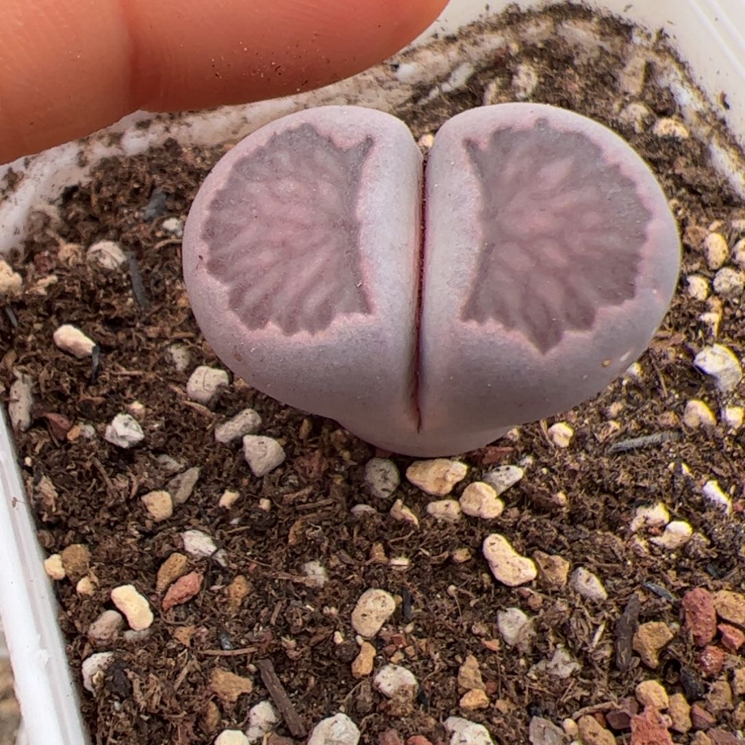 紫菊 多肉植物多肉植物